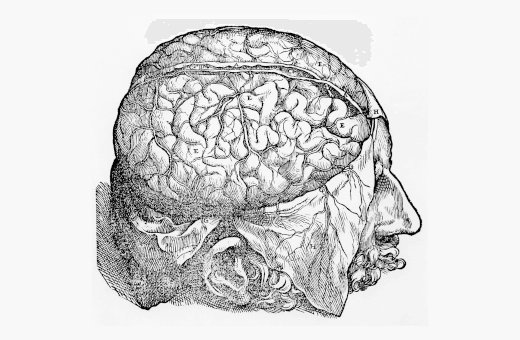 Ilustración del cerebro de Andreas Vesalius, De Humani Corporis Fabrica